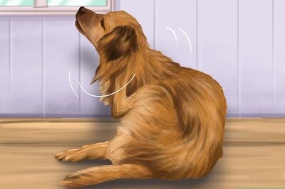 How to Prevent Coat Dryness in Dogs