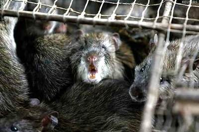 China: Police bust million-dollar rat meat ring