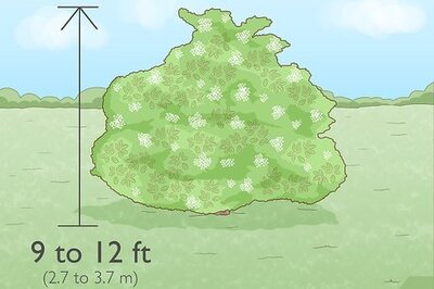 How to Identify Elderberry