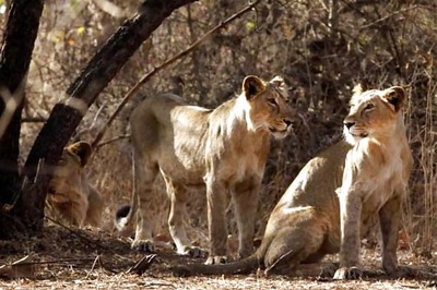 Gujarat: Two Lion Cubs Found Dead in Gir Forest, Preliminary Probe Hints at Territorial Fight