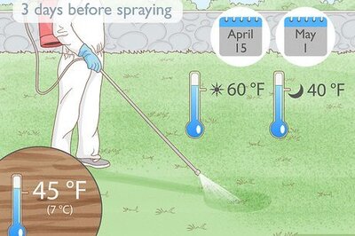 How to Kill Ryegrass
