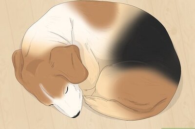 How to Make Your Dog Stop Sleeping in Your Bed