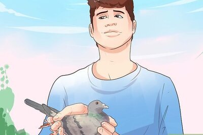 How to Keep a Pet Pigeon: Creating a Habitat, Bonding & More