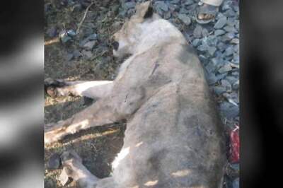 Gujarat: Two lionesses mowed down by goods train near Gir forest