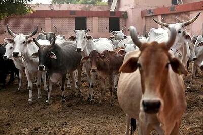 Meghalaya Assembly Moves Resolution Against Centre's Cattle Slaughter Notification