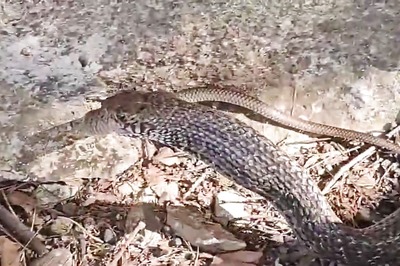 Unusual Encounter in Kota: One Snake Swallows Another, Then Spits It Out
