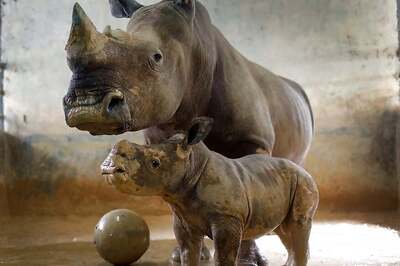 Want to Buy Some Rhino Horn? Log in Here, DNA Required