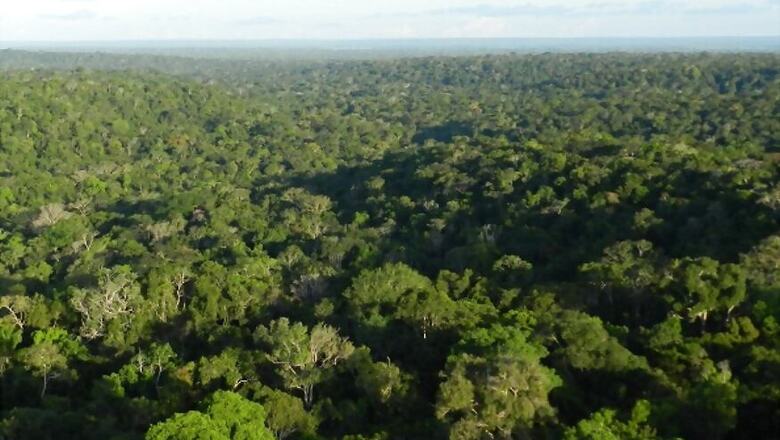 Brazil Military Plane Flew Illegal Amazon Miners: Prosecutors