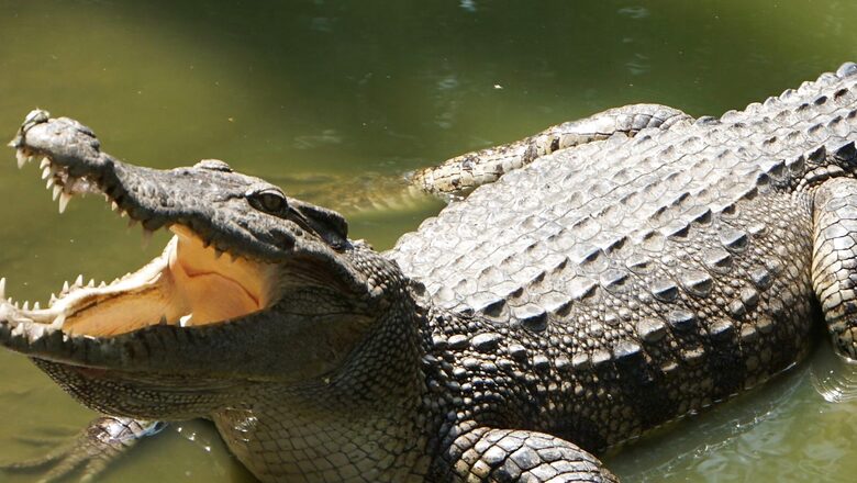Hungry Eight-foot Crocodile Enters UP Home Late at Night in Search of Food