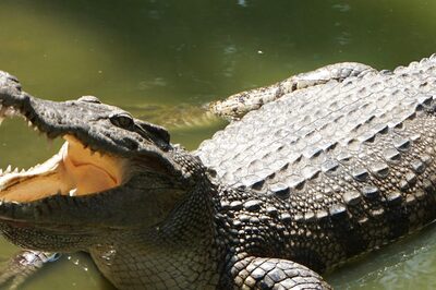 Hungry Eight-foot Crocodile Enters UP Home Late at Night in Search of Food