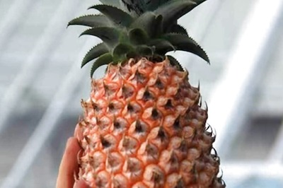 What Is Pineapple Dating? Spain's Latest Offline Romance Trend