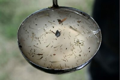 What Makes Stagnant Water a Breeding Ground for Infected Mosquitoes