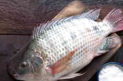 Craving Something Healthy And Delicious? Try This Oven Roasted Whole Tilapia Fish Recipe