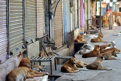 Dishing It Out: 2 Friends in Chhattisgarh Have Become Benefactors for Stray Animals during Covid-19 Lockdown