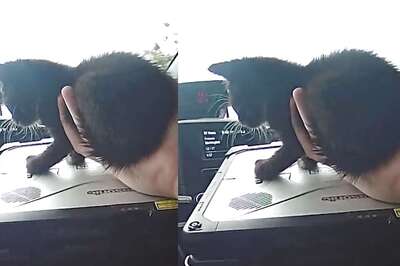 Watch: Policeman And Cafe Driver Save Kitten From Busy Highway, He Is Now Adopted