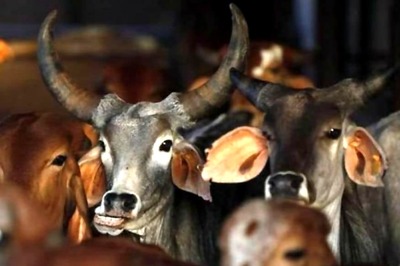 BJP Workers Sprinkle Gau Mutra in Govt Building Over Reports of 'Beef Eating'