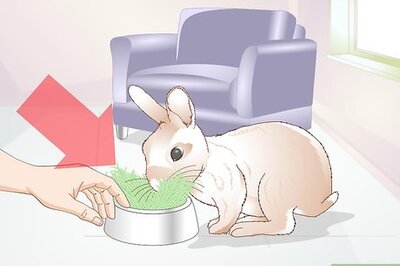 How to Teach a Rabbit Not to Chew Furniture