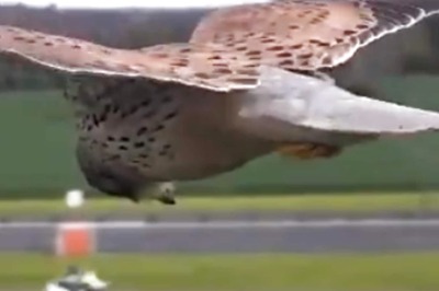 Anand Mahindra's Post Featuring a Bird Fighting The Wind Is Perfect Monday Motivation