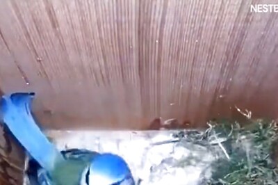 IFS Officer Shares 'Heartwarming' Timelapse Video of a Bird Building a Nest and Raising its Babies
