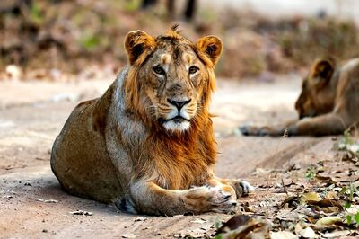 8 Asiatic Lions At Hyderabad Zoo Test Positive: What Pet Owners Should Know About Covid In Animals