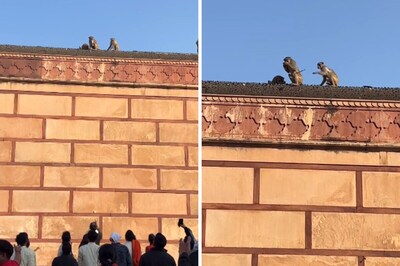 Monkey Steals Man’s iPhone In Vrindavan Temple; Returns Handset After A 'Deal'