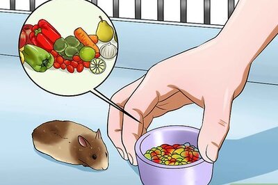 How to Make Hamster Health Food