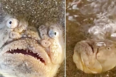 Watch: Man Terrified After Spotting Stargazer Fish At Singapore Beach