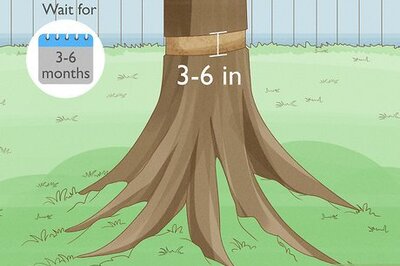 How to Kill a Tree with or without Chemicals
