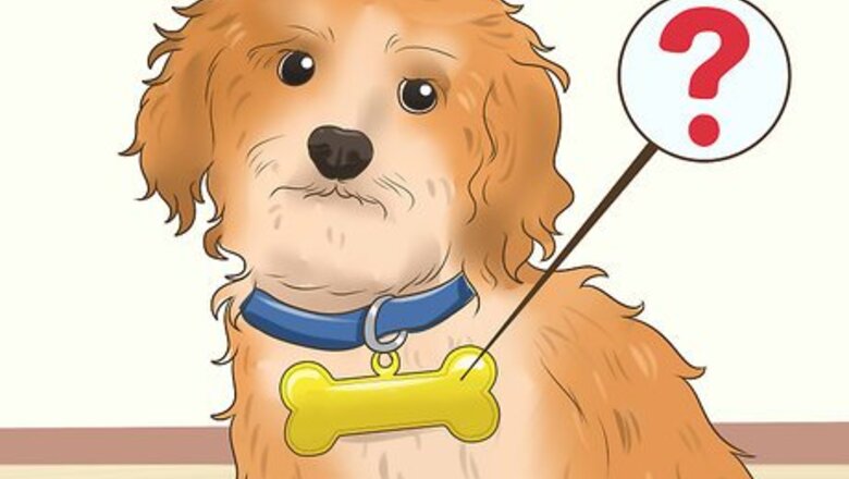 How to Find Unique Dog Names
