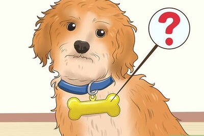 How to Find Unique Dog Names