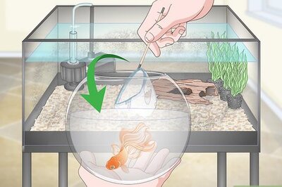 How to Clean a Goldfish Tank