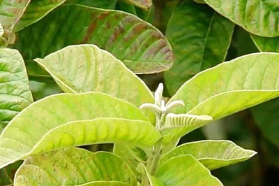 Improving Digestion To Immune System, Benefits Of Consuming Guava Leaves