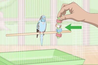 How to Tell if Your Pet Budgie is Sick (Plus, How to Care for It)