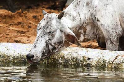 Farmer Tries to Save Cow From Getting Electrocuted, Dog Follows, All Die