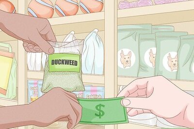 How to Grow Duckweed