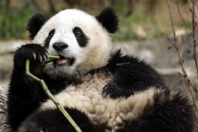 Panda to mate using porn videos