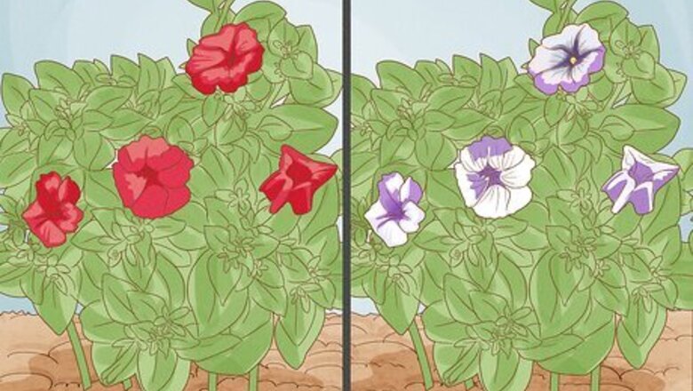 How to Deadhead Petunias