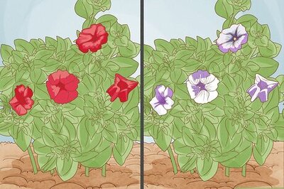 How to Deadhead Petunias
