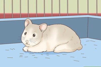 How to Train Your Hamster to Come when You Call