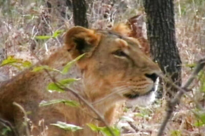 London Zoo launches 5.7 mn pound project to save Indian lions