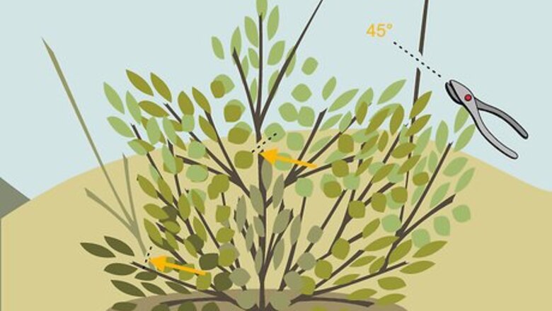 How to Prune Shrubs