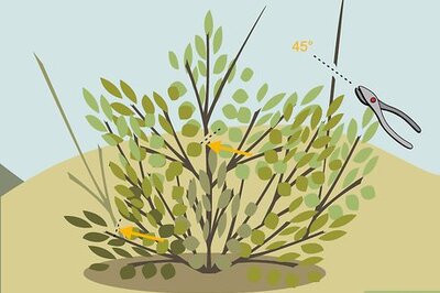 How to Prune Shrubs