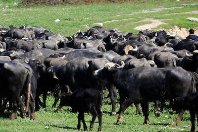 Man Loses 19 Buffaloes, Consumer Commission Orders Rs 20 Lakh Compensation After 13 Years