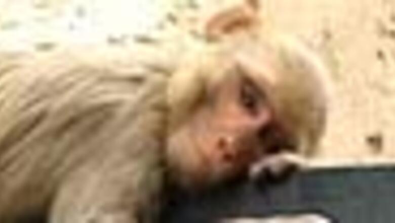 A monkey that babysits infant in Orissa