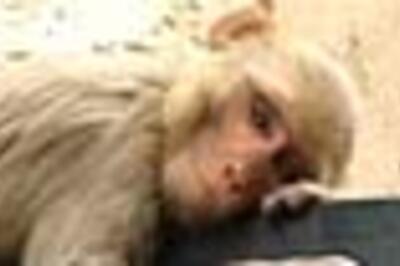 A monkey that babysits infant in Orissa