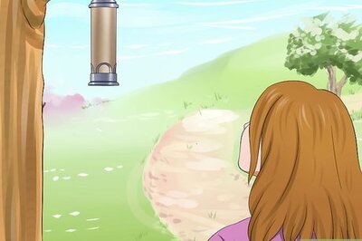 How to Keep a Stray Cat Away from Your Cat