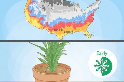 How to Grow Tuberose