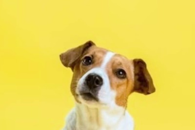 What Is Swiggy's New 'Paw-ternity' Policy For Employees?