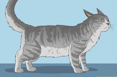 How to Identify a Maine Coon