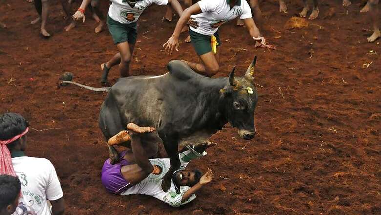 Centre Withdraws 2016 Jallikattu Order, Pending Case To Fall Apart in SC